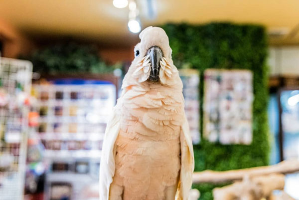 「全人類インコ飼計画」のPR画像