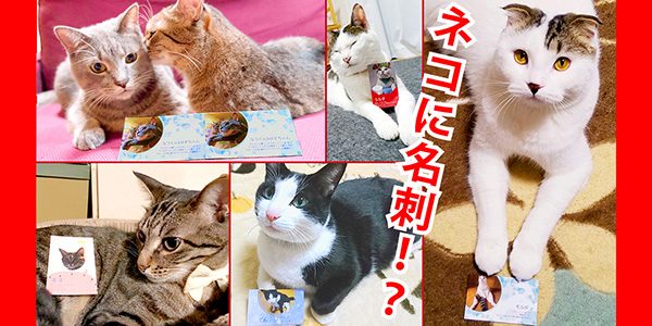 「株式会社ねここち」のPR画像