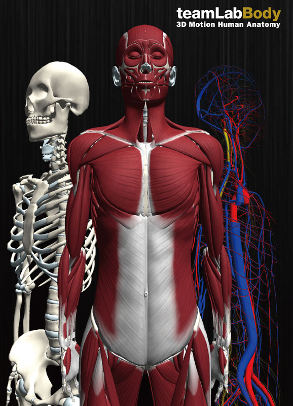 3D人体解剖アプリ「teamLabBody -3D Motion Human Anatomy-」イメージ