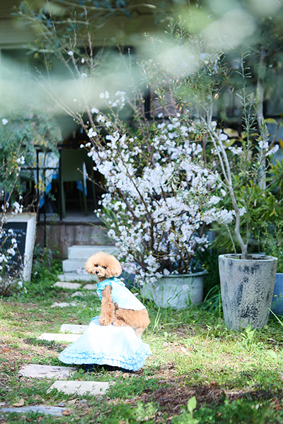「Kaoru Miyachi Photo Studio」のPR画像